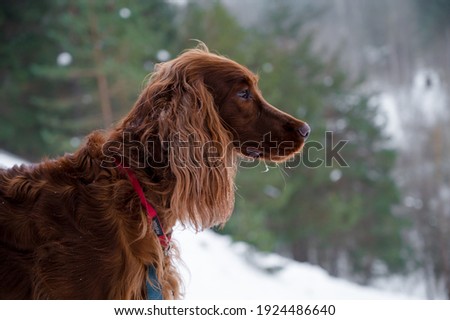 Portrait of a brown setter dog on the background of a blurry winter green forest. Cute pet.