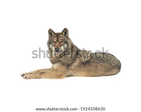 wolf lies isolated on white background