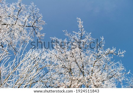 Winter backgrounds, frosty tree branches close-up against the blue sky