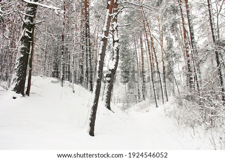 Wonderful winter forest. Incredibly beautiful nature. Snowy winter. Tall trees. Coniferous forest
