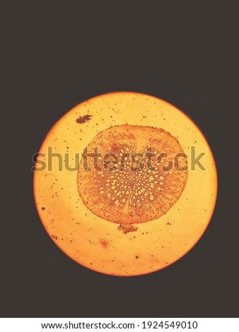 The photo shows a preparation of the secondary root structure looking through a microscope. Preparation for biology, preparation for botany. Cross section of the root Royalty-Free Stock Photo #1924549010