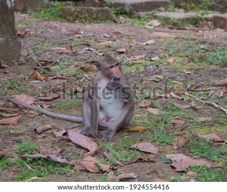 Cambodia, a monkey in the wild jungle.
