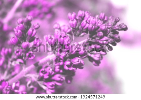 Defocused image of lilac flowers. Nature, spring concept. Botanical background, horizontal view.
