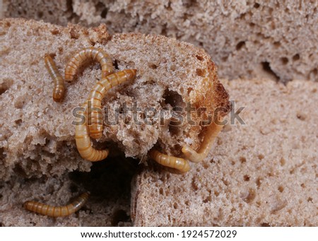 several mealworms eating peaces of bred, tenebrio molitor Royalty-Free Stock Photo #1924572029