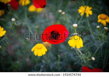 Beautiful red and yellow flowers at a field