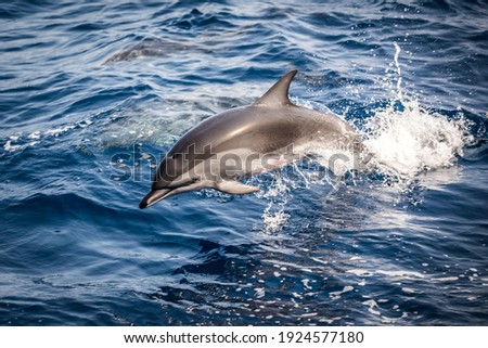 Wild dolphins jumping in the waves of the open ocean, close up. Royalty-Free Stock Photo #1924577180