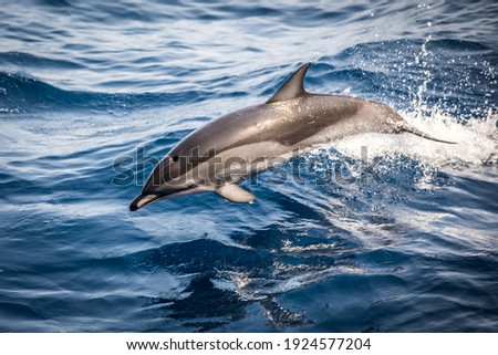 Wild dolphins jumping in the waves of the open ocean, close up. Royalty-Free Stock Photo #1924577204