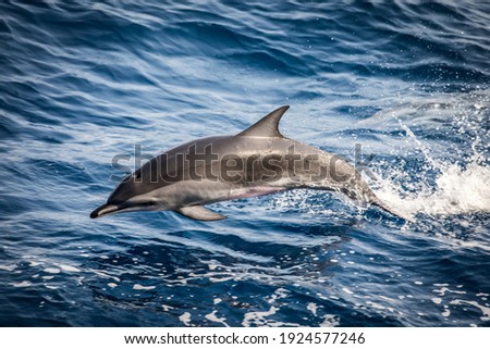 Wild dolphins jumping in the waves of the open ocean, close up. Royalty-Free Stock Photo #1924577246