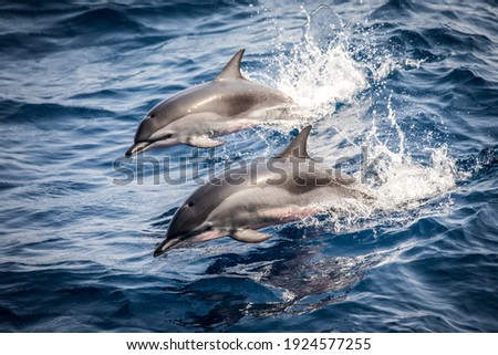 Wild dolphins jumping in the waves of the open ocean, close up. Royalty-Free Stock Photo #1924577255