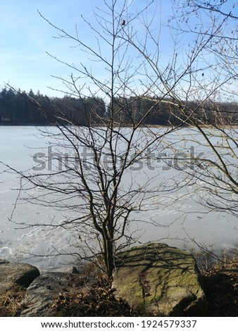 Bare tree on the shore of a frozen lake