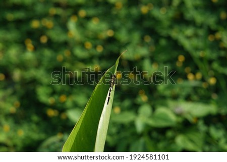 dragonflies perching on the leaves