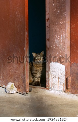 image of the cat hiding behind the door