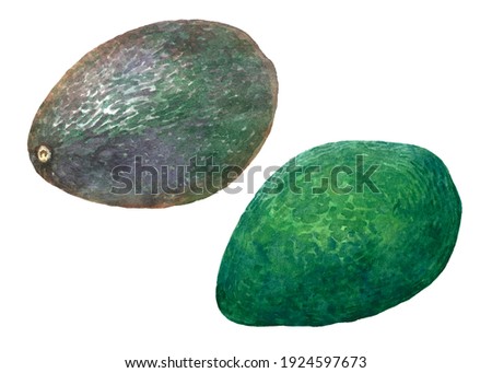Two whole avocados. Handmade watercolor illustration for your design and menu. Vegetarian food