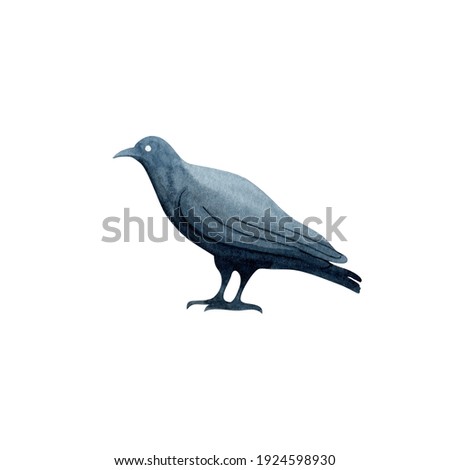 Black raven isolated on white background. Watercolor illustration. Hand drawn clipart.