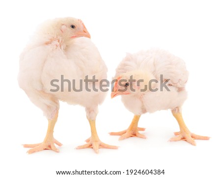 Two chicken or young broiler chickens on isolated white background. Royalty-Free Stock Photo #1924604384