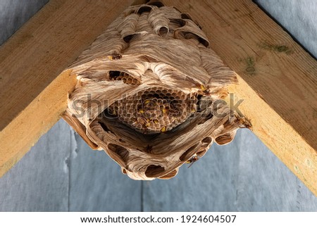 hornets nest under a wooden roof Royalty-Free Stock Photo #1924604507