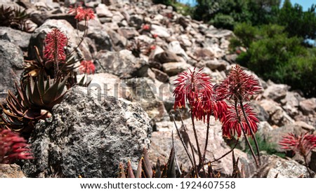 These red flowers are found in the rock gardens along the hiking trail. They are from a succulent type of plant. 