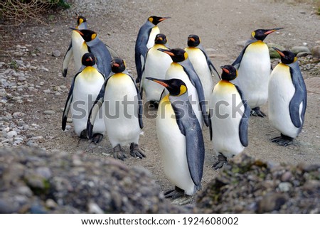 King penguin living in flock in captivity close up. Birds are called Aptenodytes patagonicus in Latin. They are walking around their enclosure keeping always in a group.