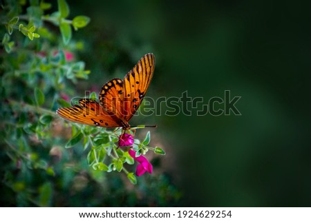 Closeup of orange Monarch butterfly with shallow depth of field and dark background with copy space Royalty-Free Stock Photo #1924629254