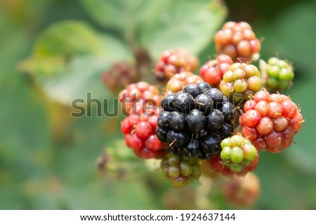 Black sea blackberries with their colorful colors. High quality photo