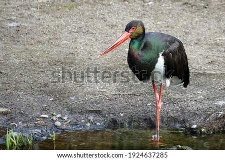 Black stork with chipped beak standing in water in lateral view with a lot of copy space on the blurred background. It is called Ciconia in Latin and its black feathers shine in green and violet. Royalty-Free Stock Photo #1924637285