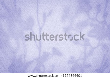Natural flower shadows are blurred on light pink rose and mauve color wall at home at sunrise. 