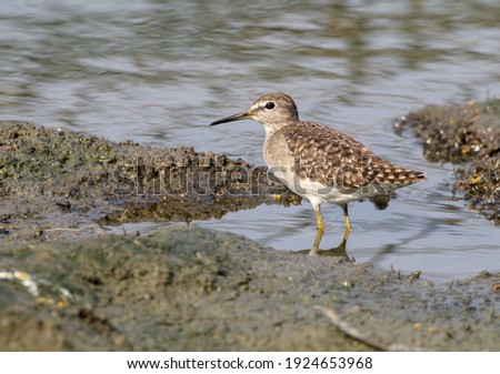 The wood sandpiper is a small wader. This Eurasian species is the smallest of the shanks, which are mid-sized long-legged waders of the family Scolopacidae.