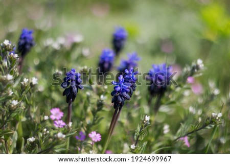 Blue flowers Muscari an blurred background. Beautiful spring background.