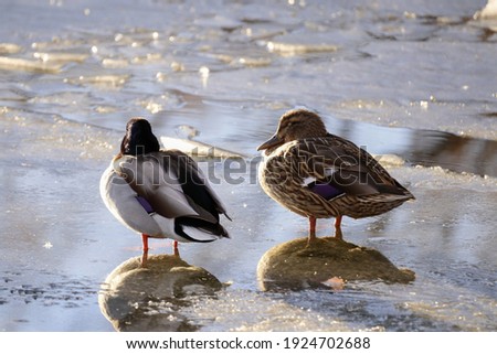male and female mallard ducks standing on a frozen lake 