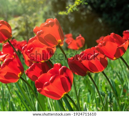 Bright spring tulip bud on the tulip field	