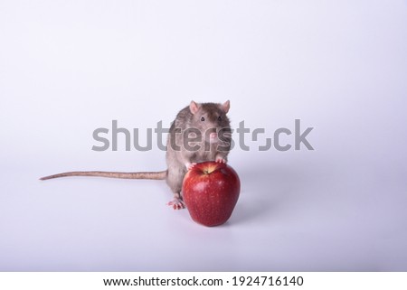 A brown wild breed rat climbed up on a red apple with its front paws marking the property against a white background in the studio