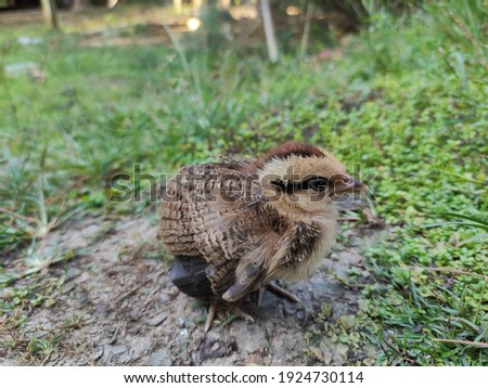 This picture shows a cocoa-colored chick sitting alone on the grass. This chick has been abandoned by his family.