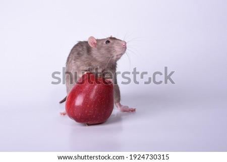 A brown wild breed rat climbed up on a red apple with its front paws marking the property against a white background in the studio with its muzzle raised
