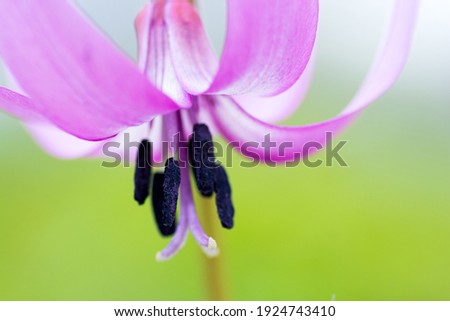 Cute pink flower that blooms in the spring fields
