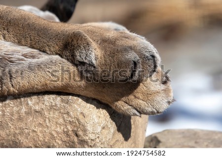 Detail of the paws of cougar with retractable claws