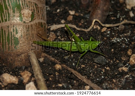 Bright green, large grasshopper sits in dirt, dark setting