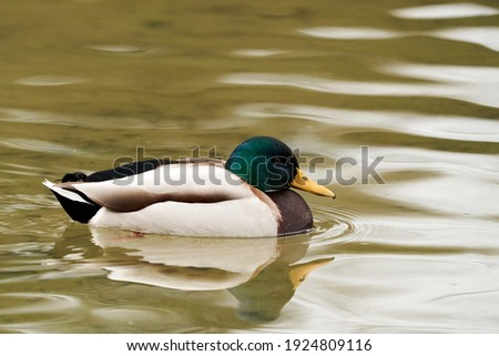 Birds and animals in wildlife. Drake Mallard Duck (Anas platyrhynchos), close up. Male Mallard Duck  swimming in the lake or river water, Lithuania