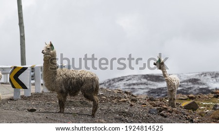 2 Llamas and alpaca sanding next to road sign