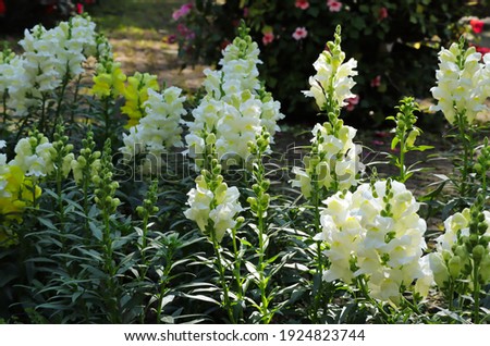Beautiful blooming snapdragon in the garden.