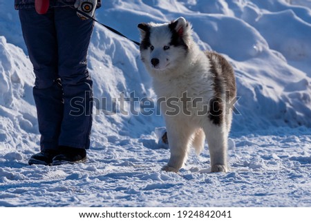 Puppy Yakut husky stands on a leash