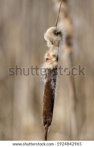 a flowering reed in plucked feather