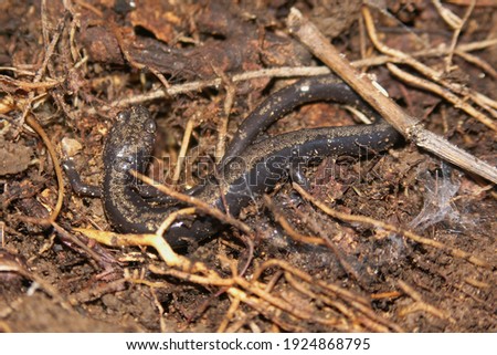 Closeup on the endangered peaks of otter salamander, Plethodon hubrichti endemic to the Blue Ridge Mountains only.