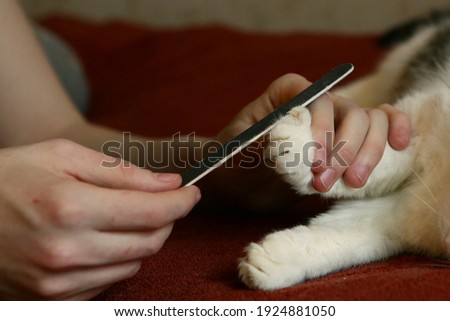human hand with nail file filing cat claws close up photo