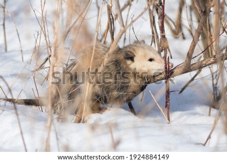 A possum laying on a branch on the ground on a sunny winter day with snow on the ground.