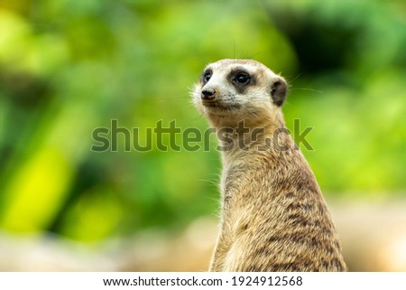 Meerkat Standing Up in Grassland