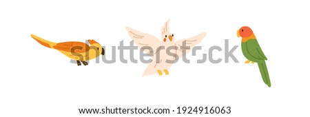 Set of exotic birds - yellow parrot with crest, flying cockatiel and bright colorful lovebird. Colored flat vector illustration of cute and pretty birdies isolated on white background