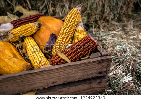 autumn harvest, ripe corn and pumpkin