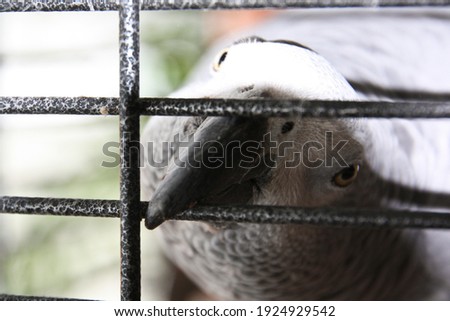 Grey parrot playing in its enclosure