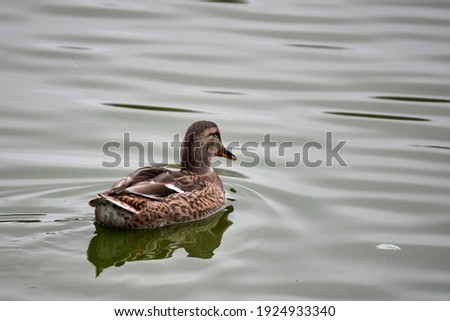 Birds and animals in wildlife. Female Mallard Duck (Anas platyrhynchos), close up. Mallard Ducks floating in the lake or river, Lithuania