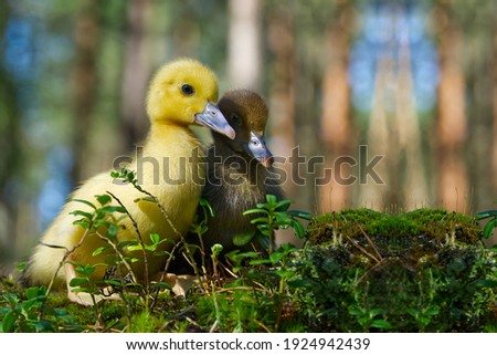 cute little yellow duckling are walking on the green grass in spring forest. easter young duckling concept. wildlife